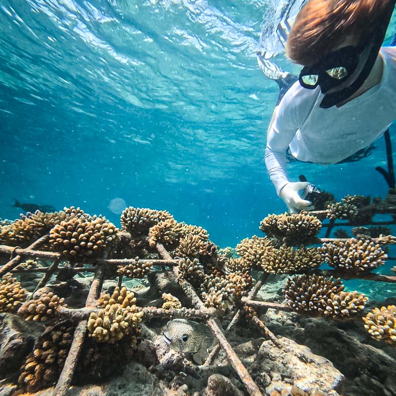 Finn's marine internship with Reefscapers at St Regis Maldives