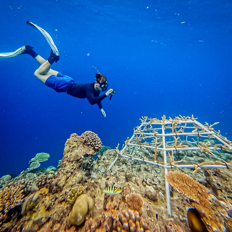 Finn's marine internship with Reefscapers at St Regis Maldives
