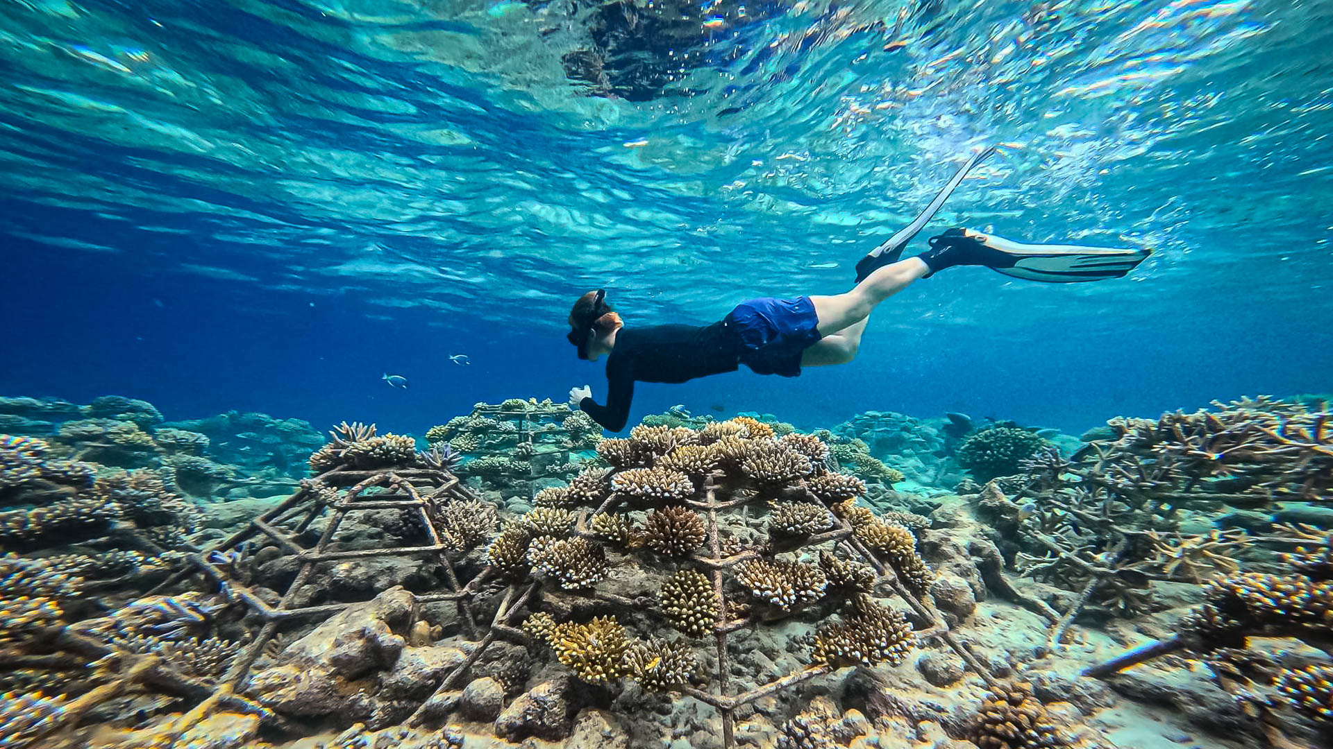 Finn's marine internship with Reefscapers at St Regis Maldives