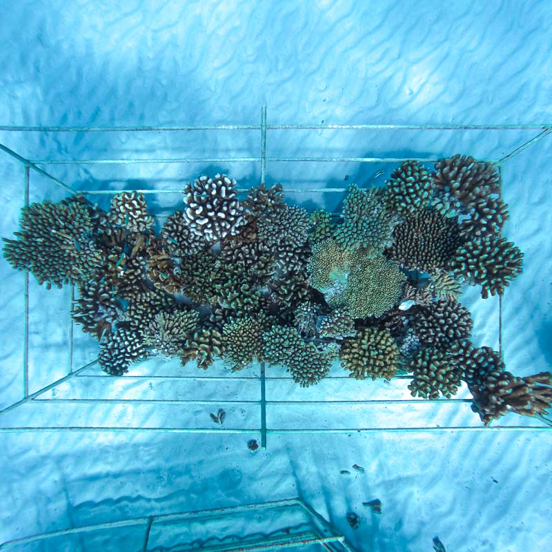 REEFSCAPERS at Patina Maldives REEFSCAPERS at Patina Maldives