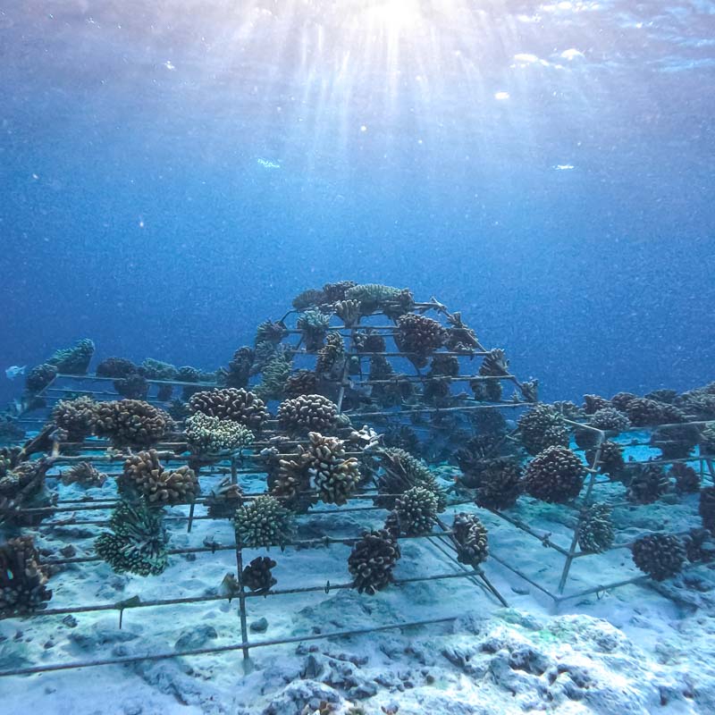 REEFSCAPERS at Patina Maldives REEFSCAPERS at Patina Maldives