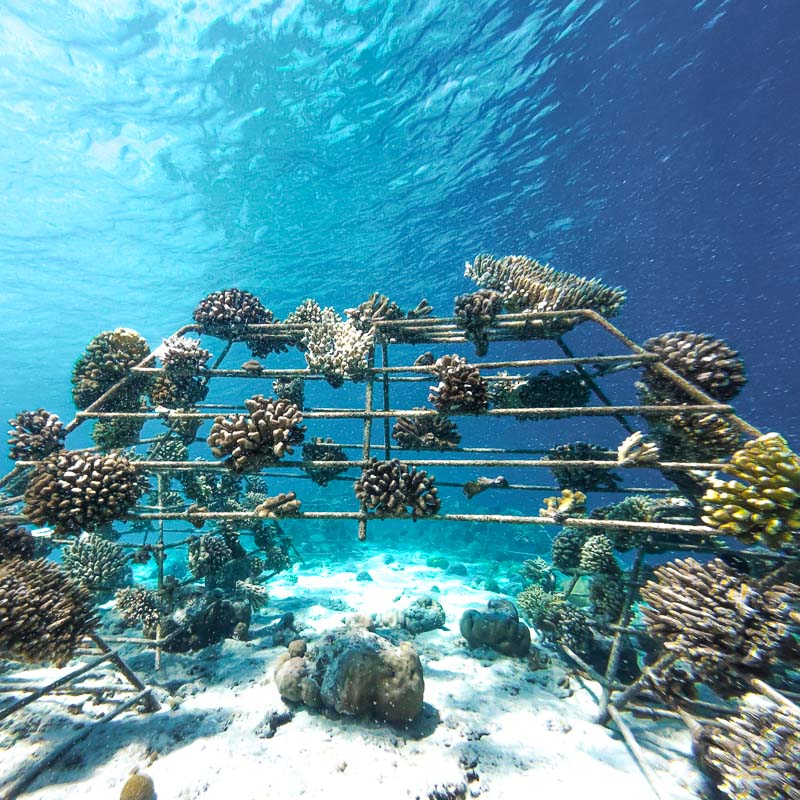 REEFSCAPERS at Patina Maldives REEFSCAPERS at Patina Maldives