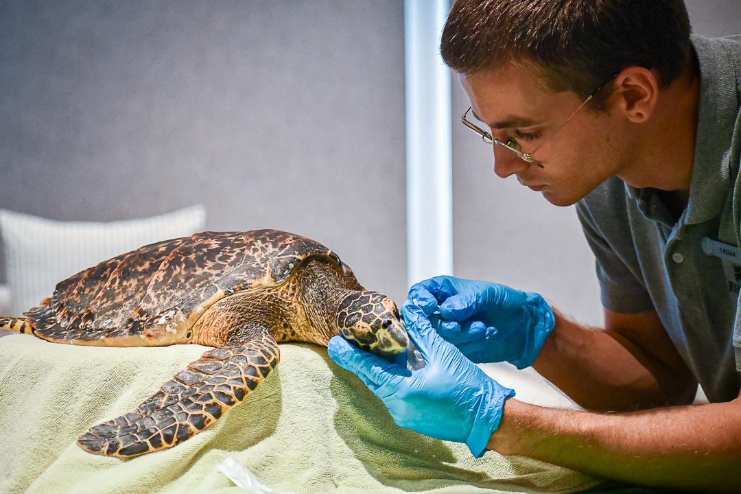 INTERNSHIP sea turtle care specialist Maldives INTERNSHIP sea turtle care specialist Maldives